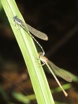 Blue-Ringed Dancer