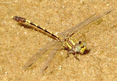 Common Sanddragon