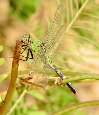 Eastern Pondhawk