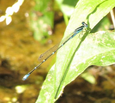 Stream Bluet