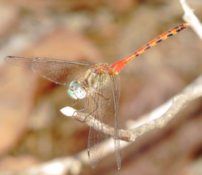 Blue-Faced Meadowhawk