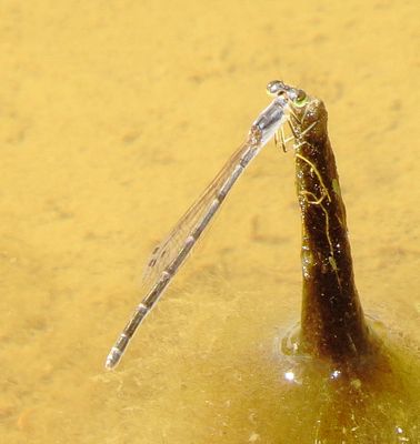 Fragile Forktail
