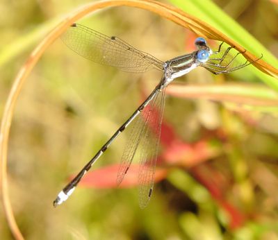 Southern Spreadwing