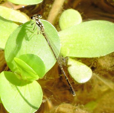 Fragile Forktail