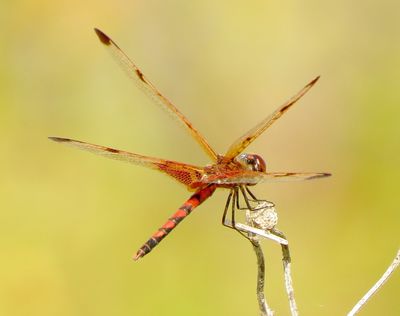 Calico Pennant