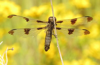 Twelve-Spotted Skimmer