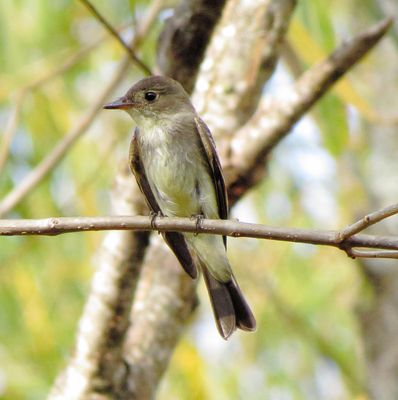 Eastern Wood Pewee