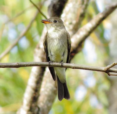 Eastern Wood Pewee