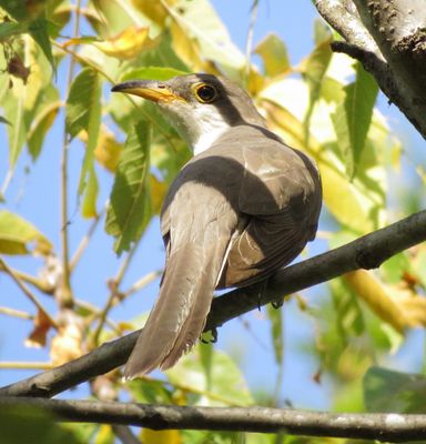 Yellow-Billed Cuckoo