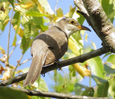 Yellow-Billed Cuckoo