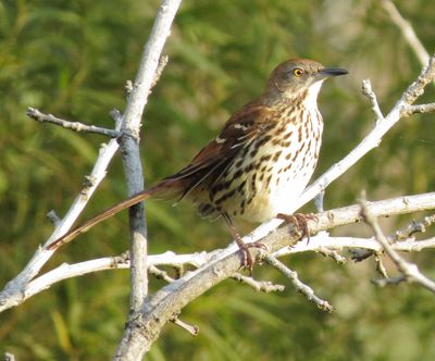 Brown Thrasher