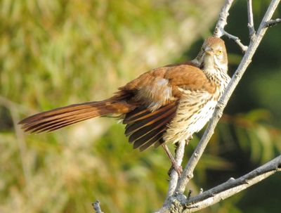 Brown Thrasher