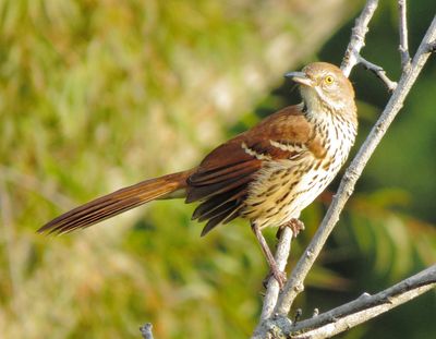 Brown Thrasher