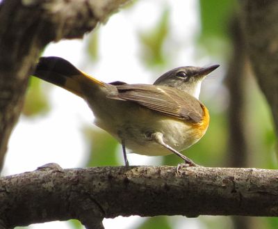 American Redstart