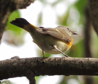 American Redstart