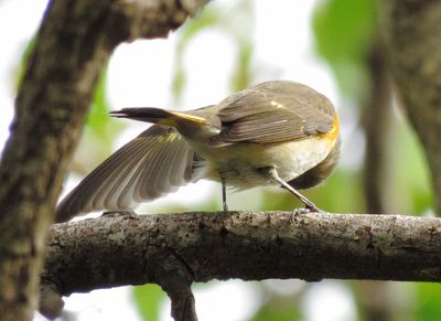 American Redstart