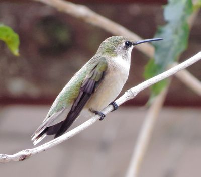 Ruby-Throated Hummingbird