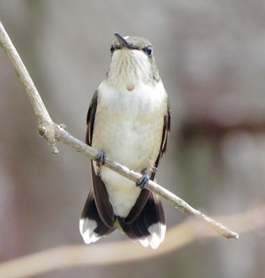 Ruby-Throated Hummingbird