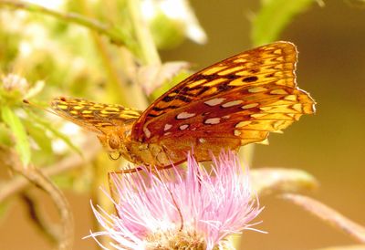 Great Spangled Fritillary