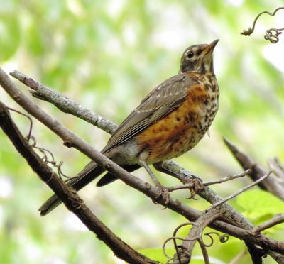 American Robin