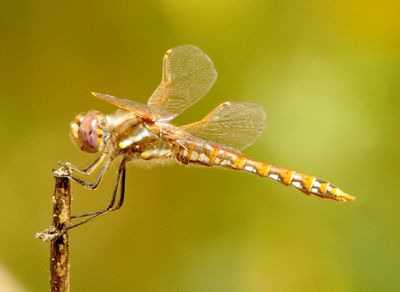 Variegated Meadowhawk