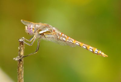 Variegated Meadowhawk