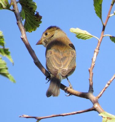 Indigo Bunting