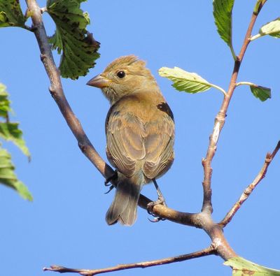 Indigo Bunting