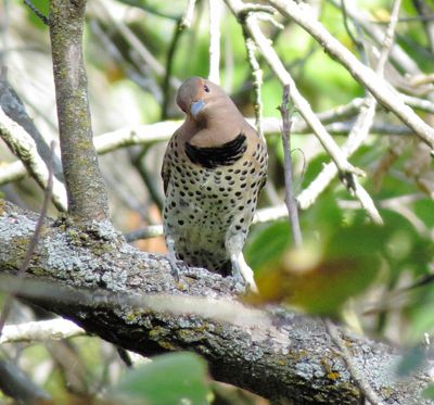 Northern Flicker