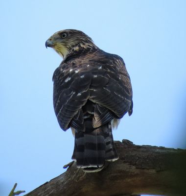 Cooper's Hawk