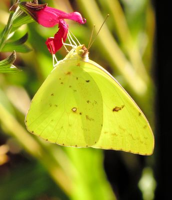 Cloudless Sulphur