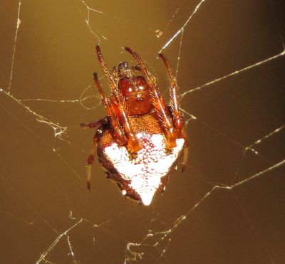 Arrowhead Orbweaver