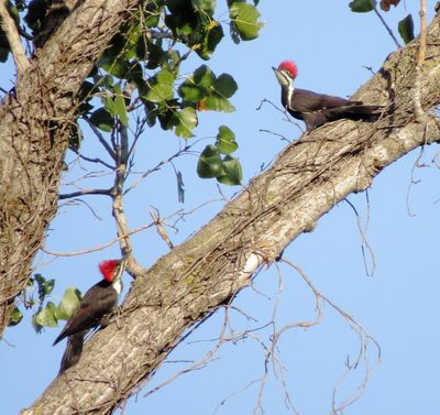 Pileated Woodpecker