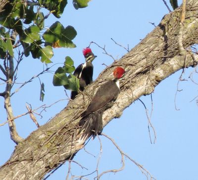 Pileated Woodpecker