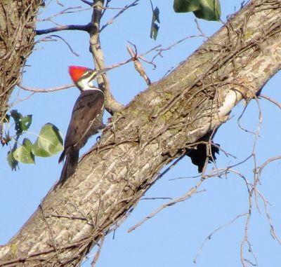 Pileated Woodpecker