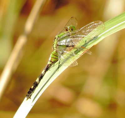 Eastern Pondhawk