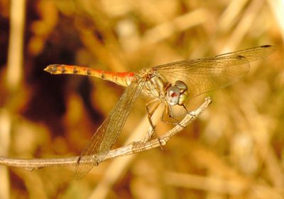 Blue-Faced Meadowhawk