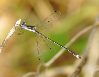 Southern Spreadwing