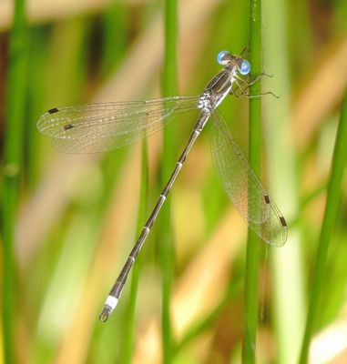 Southern Spreadwing