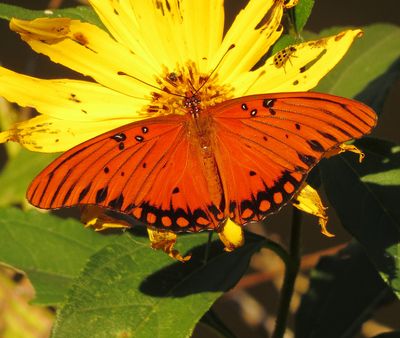 Gulf Fritillary