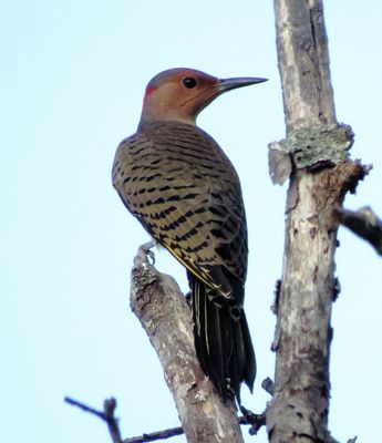 Northern Flicker