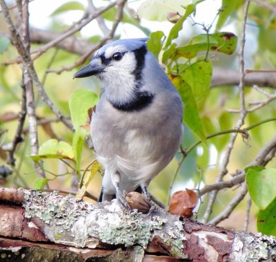Blue Jay