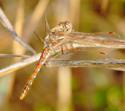 Variegated Meadowhawk