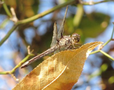 Slaty Skimmer