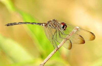 Swift Setwing