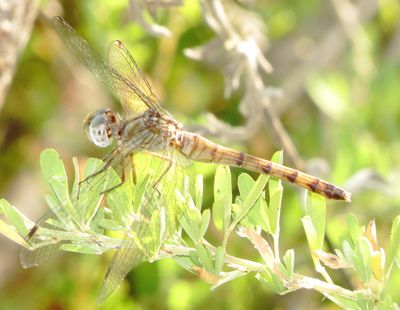 Blue-Faced Meadowhawk
