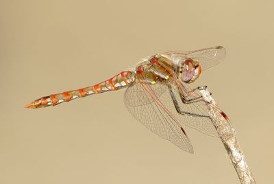 Variegated Meadowhawk