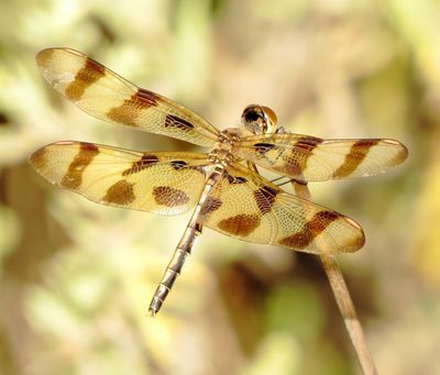 Halloween Pennant