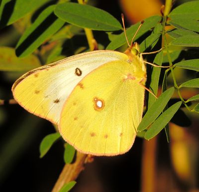 Clouded Sulphur