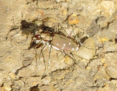 Twelve-Spotted Tiger Beetle